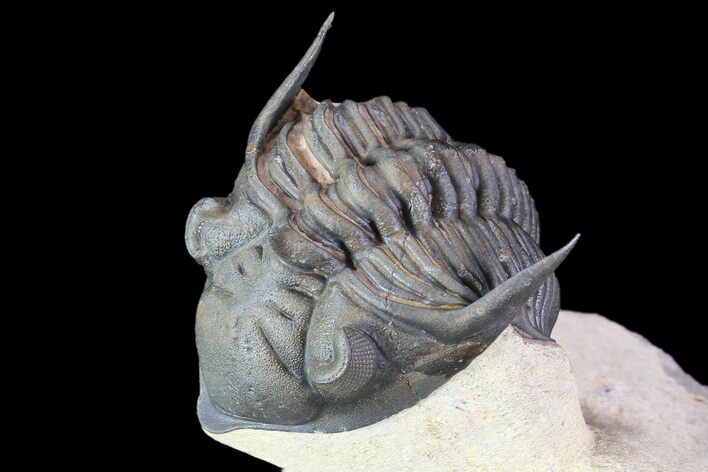 Detailed, Metacanthina Trilobite - Lghaft, Morocco #86020